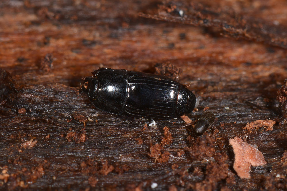 Cylister elongatus (Histeridae)